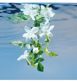 Gucci Bloom - Intense Eau de Parfum Gucci Bloom - Intense Eau de Parfum